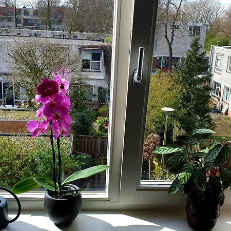 Amor Guesthouse Отель типа 